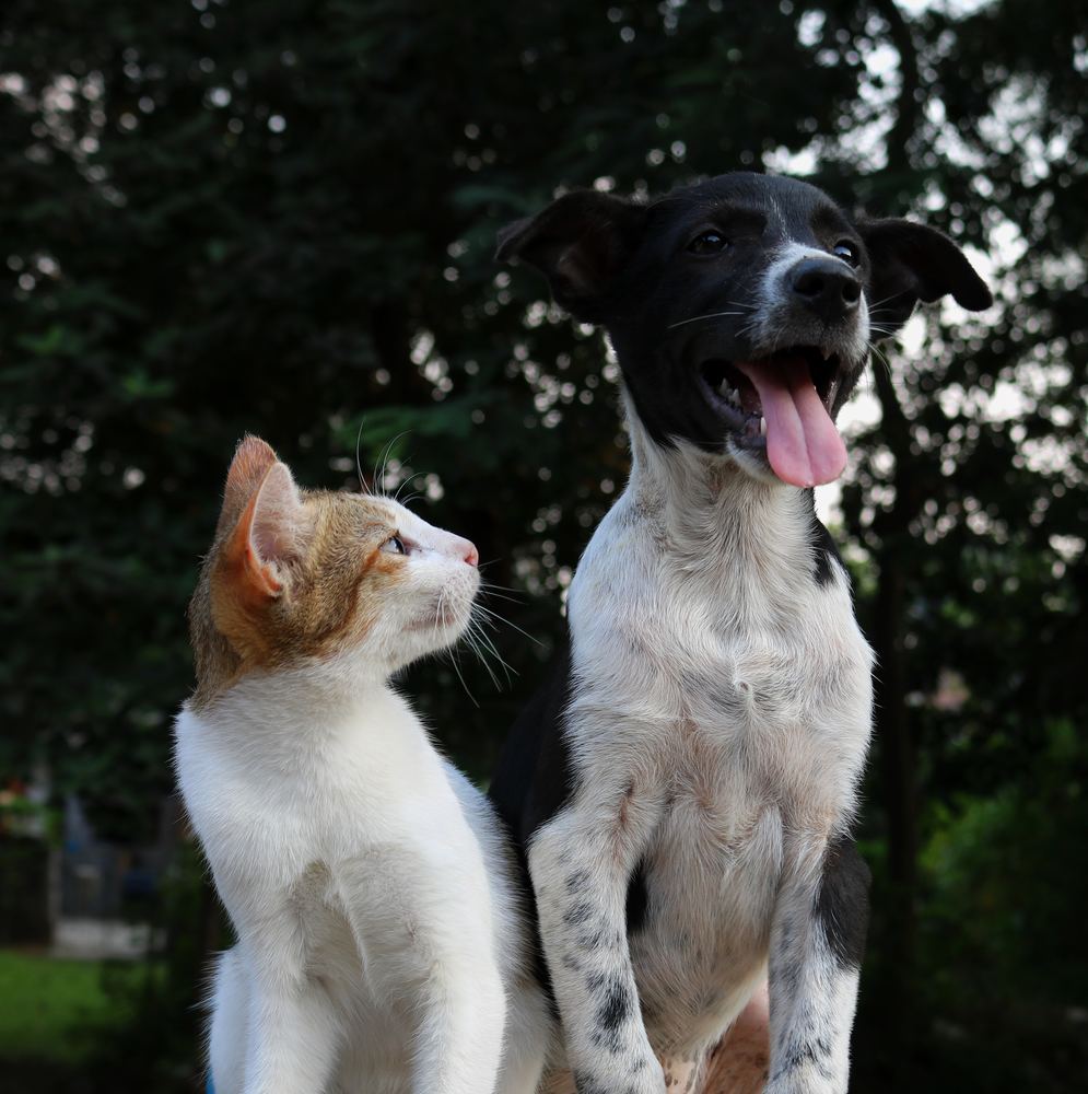 fotografering om forladelse dug Hund eller kat? Det er det store spørgsmål!